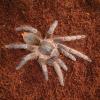 Juvenile Honduran Stripe Knee Tarantula photo