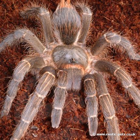 Honduran Stripe Knee Tarantula close up