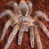 Honduran Stripe Knee Tarantula close up photo