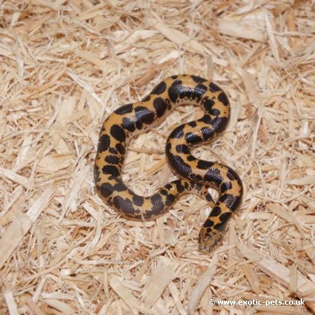 Kenya Sand Boa Baby