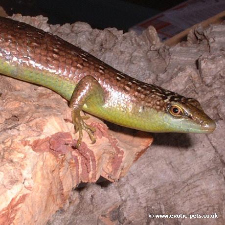 Olive Tree Skink close up