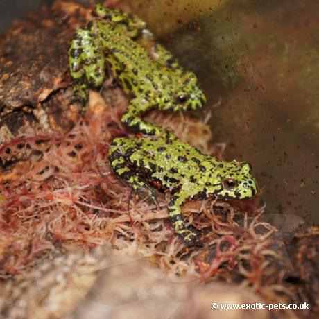 Fire Bellied Toad