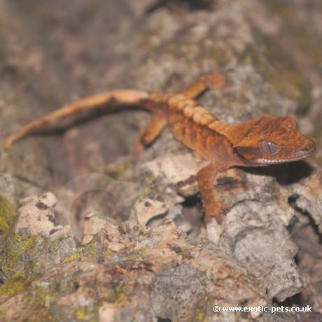 Crested Gecko - Harlequin