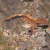 Crested Gecko - Harlequin photo