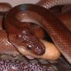 Columbian Rainbow Boa eating unfertile egg photo