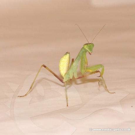 African Lined Mantis - Nymph