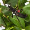 Black Beauty Stick Insect Adult Female photo