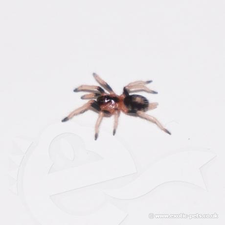 Peruvian Dwarf Black & White Tarantula - Spiderling