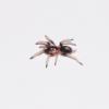 Peruvian Dwarf Black & White Tarantula - Spiderling photo