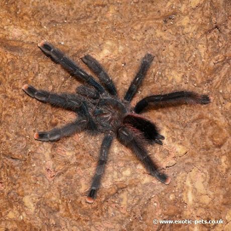 Guyana Pink Toe Tarantula - Sub Adult