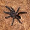 Guyana Pink Toe Tarantula - Sub Adult photo