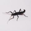 Black Beauty Stick Insect - (CB) Nymph 1-2cm *GROUP of 5*
