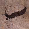 Velvet Worm searching for food photo