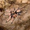 Peruvian Dwarf Black & White Tarantula - Adult Female photo