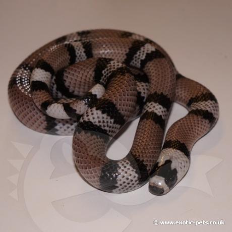 Anatherystic Honduran Milk Snake