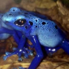 Blue Poison Dart Frog (Dendrobates tinctorius azureus)