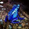 Blue Poison Dart Frog - Azureus (CB) 1-2cm