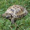 Horsfield Tortoise photo