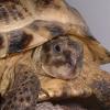 Horsefield Tortoise posing photo