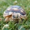 Marginated Tortoise photo