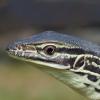 Argus Monitor - Headshot photo