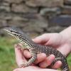 Argus Monitor - Baby photo