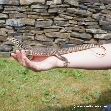 Argus Monitor - lounging around