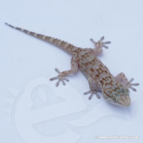 White Spotted Gecko - baby