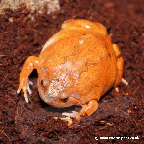Burmese Chubby Frog - Female - Burmese Chubby Frog