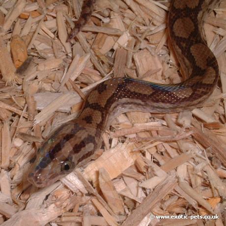 Close up of a Columbian Rainbow Boa