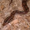 Close up of a Columbian Rainbow Boa photo