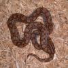 Grown on Columbian Rainbow Boa photo