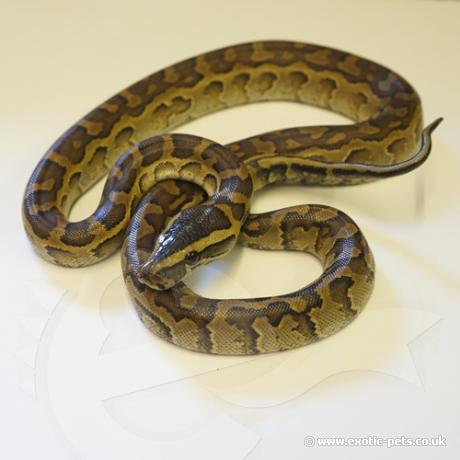 African Rock Python - CF babies