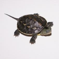 Turtles for sale, buy Turtles online at Exotic Pets UK