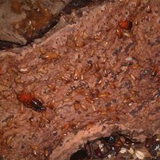 Turkistan Roaches