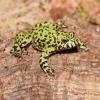 Fire Bellied Toad - Bombina orientalis photo