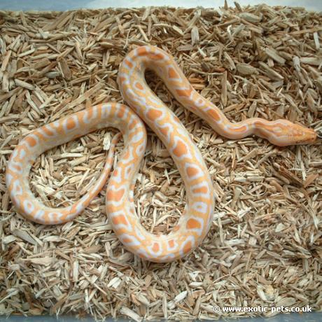 Albino Burmese Python