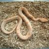 Albino Burmese Python photo