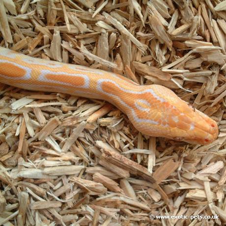 Albino Burmese Pythons head