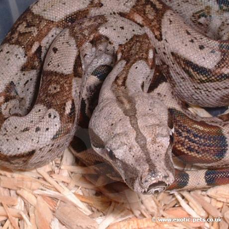 Close up of Columbian Red Tailed Boa - Red Tailed Boa Constrictor