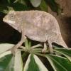 Bearded Pygmy Chameleon photo