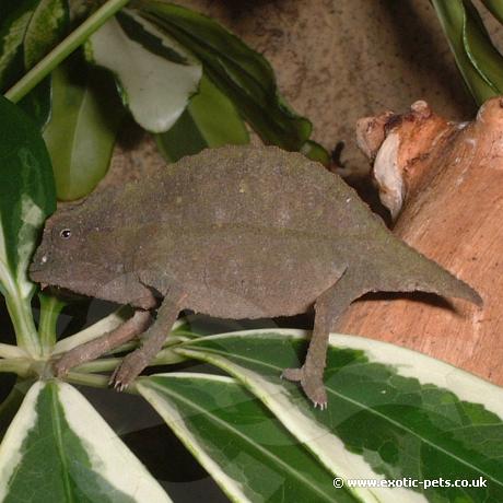 Green Bearded Pygmy Chameleon