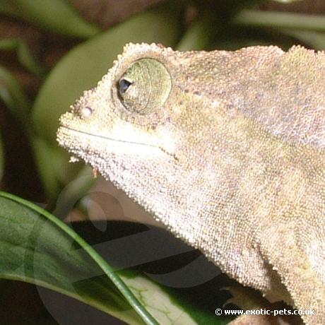 Bearded Pygmys head