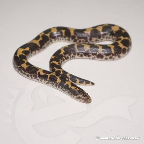 Kenyan Sand Boa - Eryx colubrinus