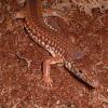 Painted Long Tailed lizard photo