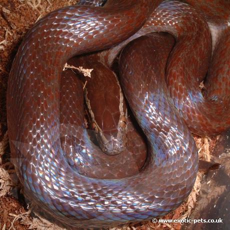 Brown House Snake head - African House Snake