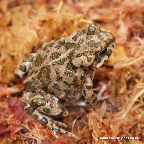 Egyptian Green Toad - Baby