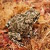 Egyptian Green Toad - Baby photo