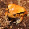 False Tomato Frog - Juvenile photo