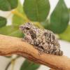 Grey Foam Nest Tree Frog photo